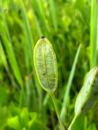 Iris prismatica, photograph 3