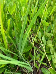 Iris prismatica, photograph (c) Bryan Connolly, some rights reserved (CC BY)