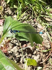 Zoniagrion exclamationis