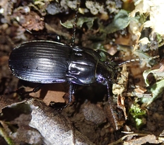 Abax parallelepipedus