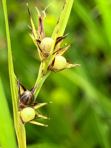 Scleria triglomerata, photograph 2