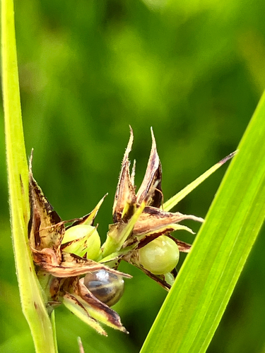 Scleria triglomerata