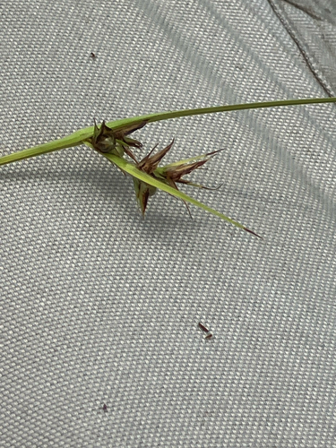 Scleria triglomerata, photograph 4