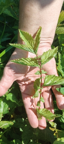 Meadowsweet