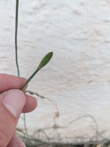 Branched Horsetail