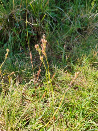 Veronica bellidioides, photograph 6