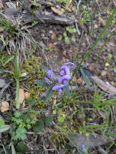 common hovea