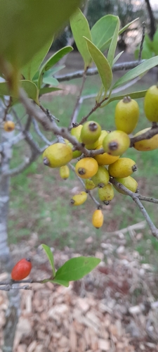 Eugenia uruguayensis (Eugenia uruguayensis)