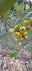 Eugenia uruguayensis, photograph (c) rafa perazzolo, some rights reserved (CC BY)