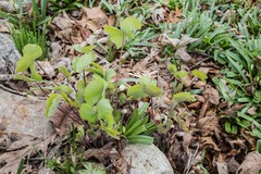 Jeffersonia diphylla