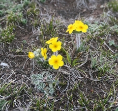 Felix Puff, CC0, iNaturalist via GBIF Androsace bisulca, photograph Felix Puff, CC0, iNaturalist via GBIF