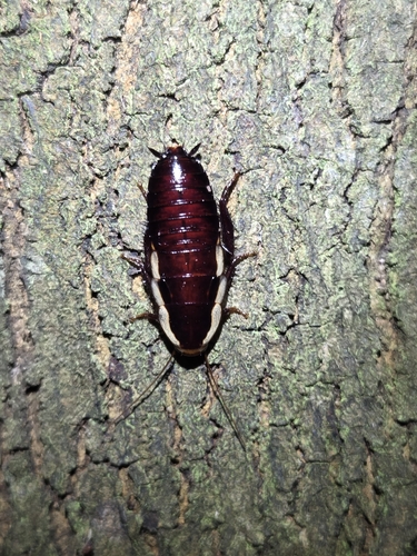 Gisborne Cockroach