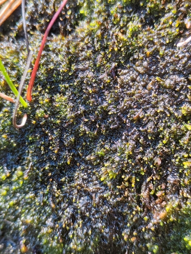Gymnocolea inflata, 2026-08-03