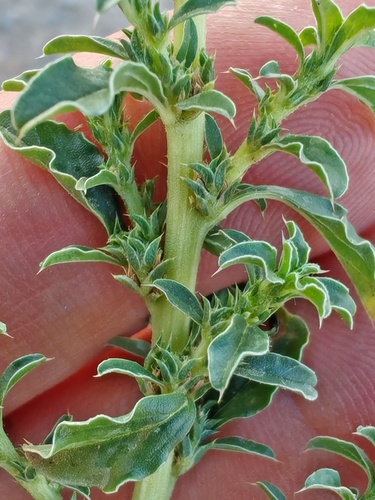 prostrate pigweed