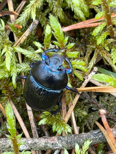 Woodland Dor Beetle