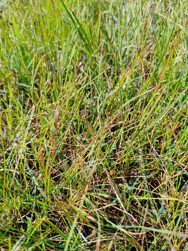 Eleocharis quinqueflora, photograph 3
