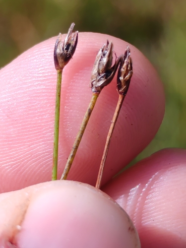 Eleocharis quinqueflora, photograph 4