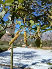 Alnus acuminata, photograph (c) Noemi Guerrero, some rights reserved (CC BY-SA)