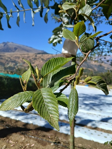 Alnus acuminata, photograph 3