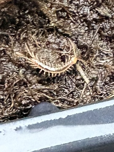 Garden Lithobius photo 4