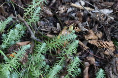 Petrosedum montanum