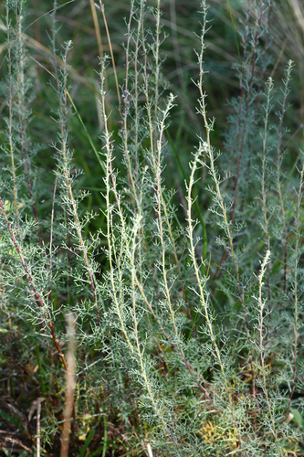 Artemisia alba, photograph 2