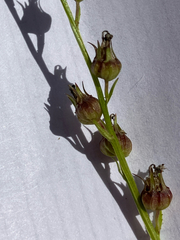 (c) Bryan Connolly, some rights reserved (CC BY) Lobelia spicata, photograph (c) Bryan Connolly, some rights reserved (CC BY)