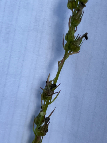 Lobelia spicata, photograph 3