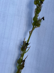 (c) Bryan Connolly, some rights reserved (CC BY) Lobelia spicata, photograph (c) Bryan Connolly, some rights reserved (CC BY)