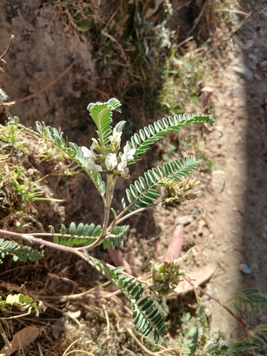 Astragalus garbancillo