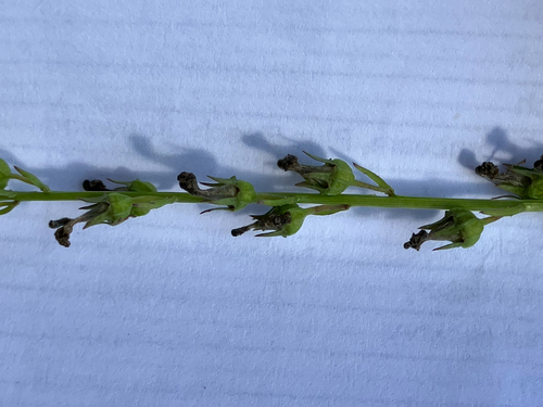 Lobelia spicata, photograph 4