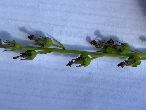 Lobelia spicata, photograph 5