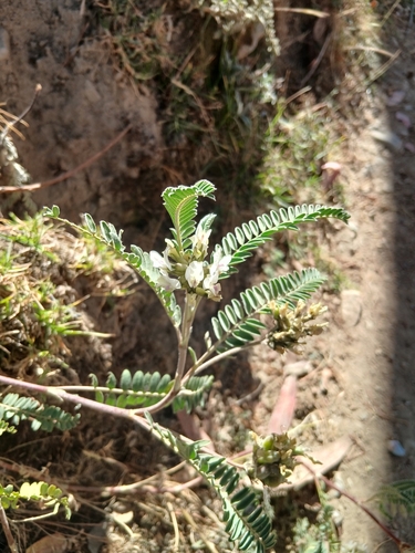 Astragalus garbancillo, photograph 2