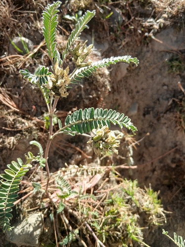 Astragalus garbancillo, photograph 3