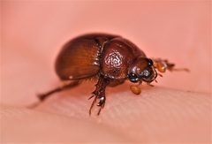 Odonteus