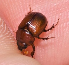 Odonteus