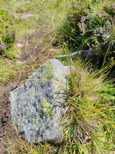 Carex frigida, photograph 6