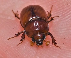 Odonteus