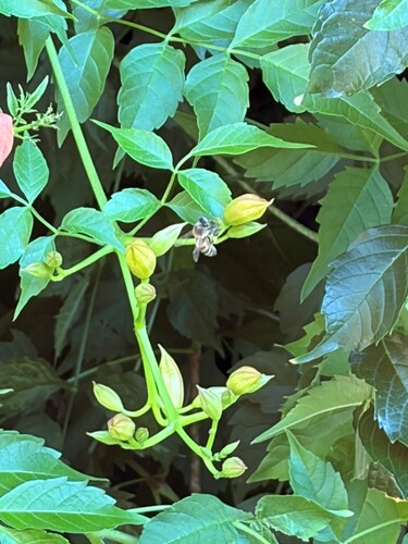 Western Honey Bee