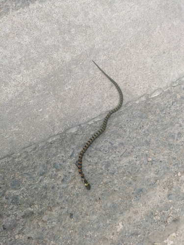 Chinese Tiger Keelback