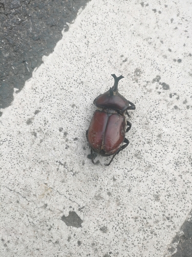 Trypoxylus dichotomus dichotomus