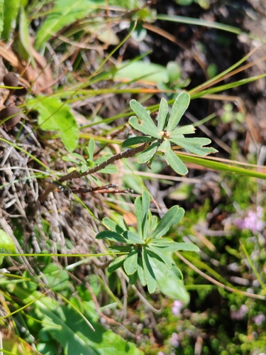 Daphne striata, photograph 5