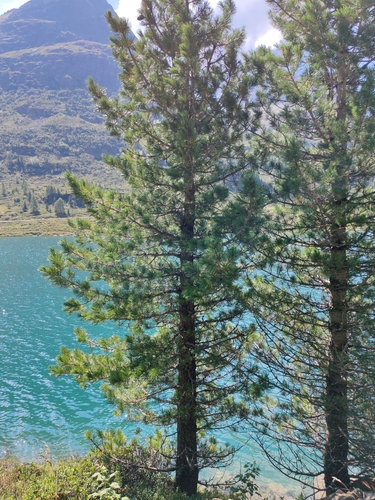 Pinus cembra, photograph 2