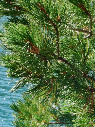 Pinus cembra, photograph 3