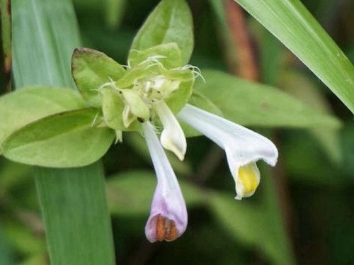 Melampyrum laxum