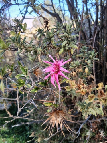 Barnadesia arborea, photograph 2