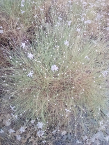 Genista umbellata