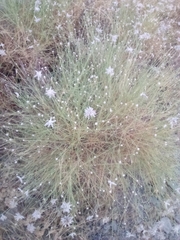 Genista umbellata