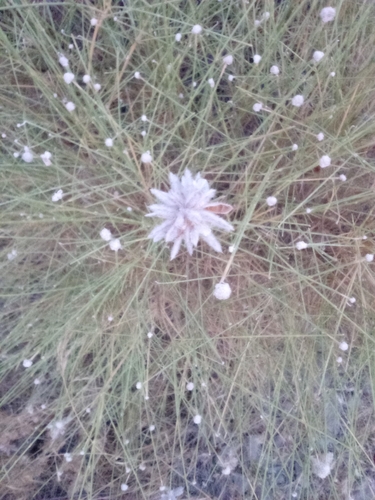 Genista umbellata, photograph 2