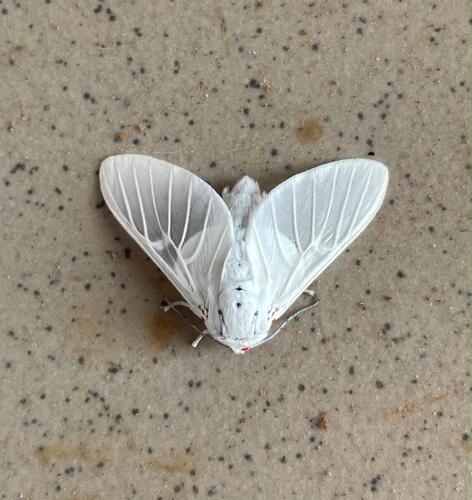 Balacra pulchra